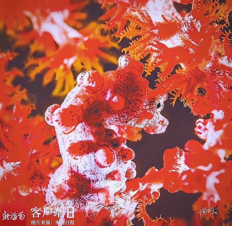 有哪些著名的龍魚攝影師？：揭秘水下攝影師潮和的探險之旅