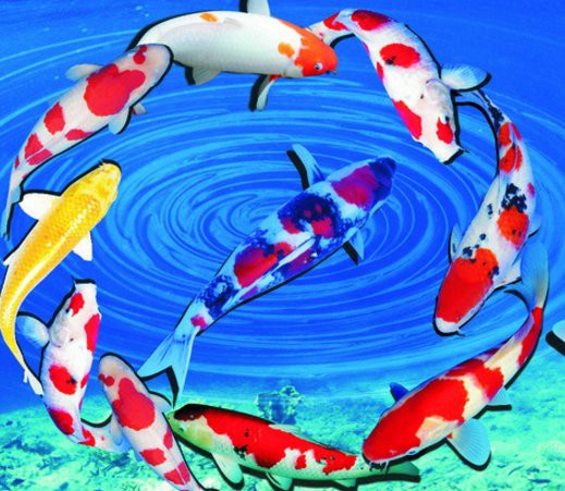 什么吉祥錦鯉魚最旺財：錦鯉招財風水全解析