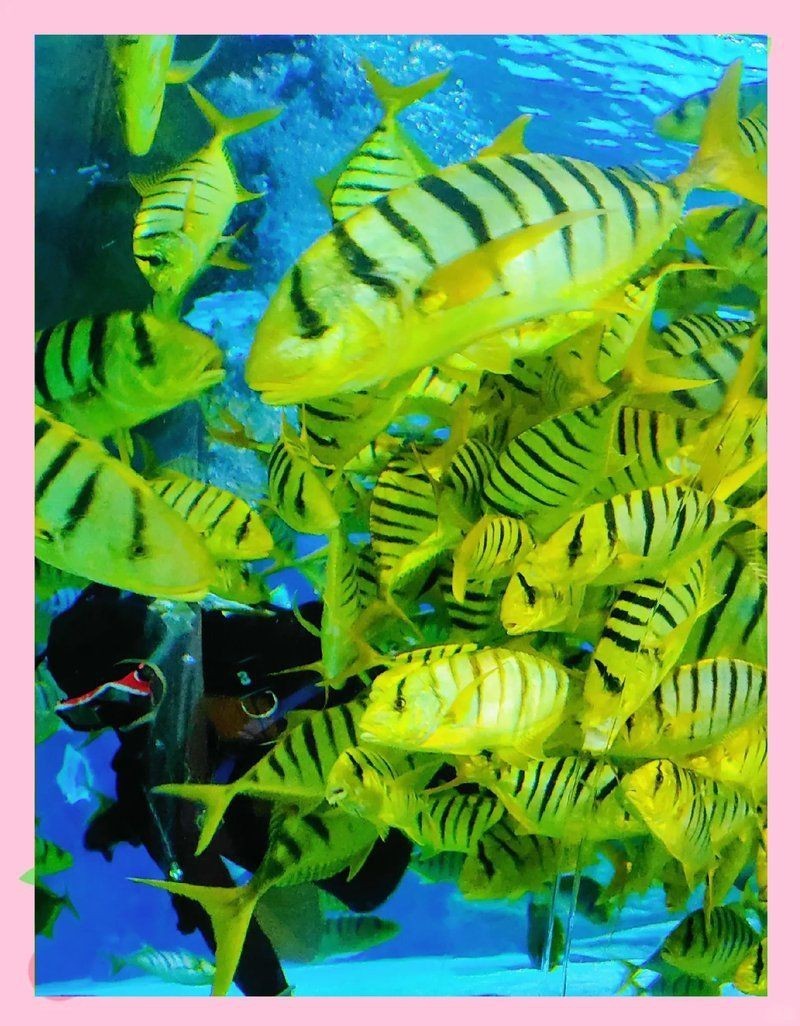 朝陽水族館：北京富國海底世界