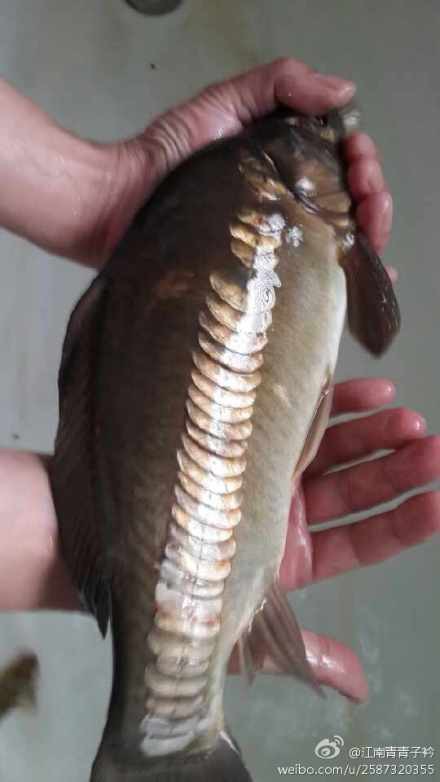 三道鱗今日最新報價：2025年8月三道鱗市場行情深度分析 三道鱗今日最新報價：2025年8月三道鱗市場行情深度分析 龍魚論壇 第5張