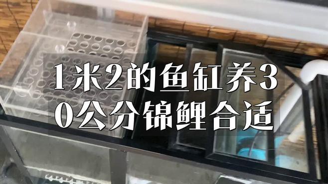 1.2米的缸養什么魚好：1.2米魚缸養多少魚合適