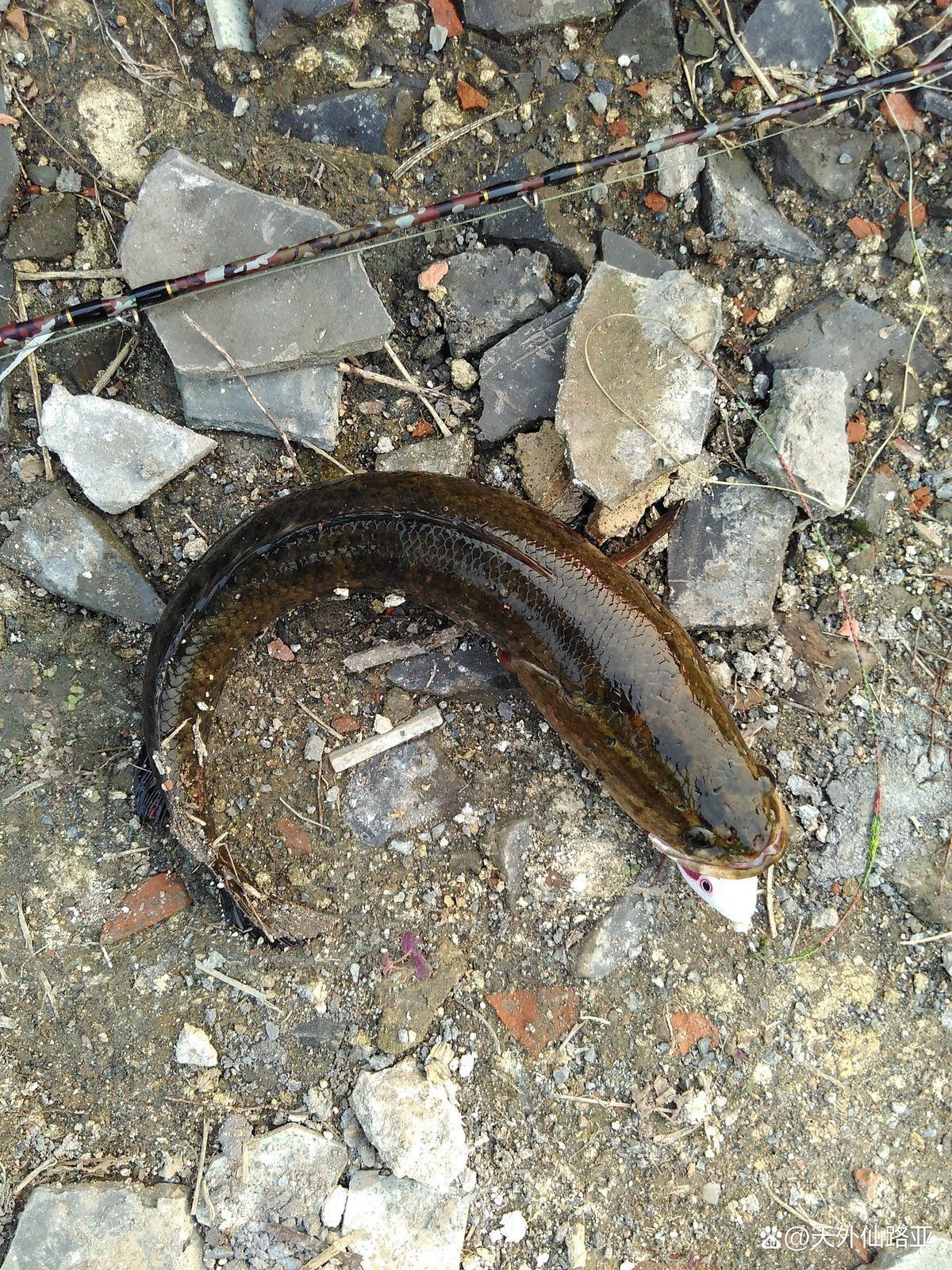 抓雷龍魚需要哪些技巧：雷龍魚怎么釣 抓雷龍魚需要哪些技巧：雷龍魚怎么釣 龍魚百科 第2張