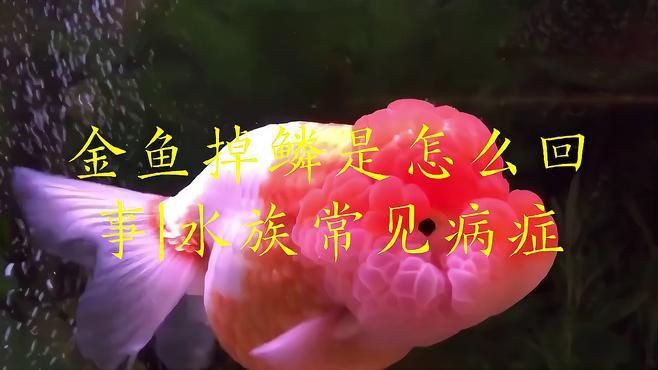 有哪些方法可以預防金魚掉鱗？：家養金魚掉鱗是怎么回事