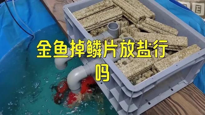 有哪些方法可以預防金魚掉鱗？：家養金魚掉鱗是怎么回事