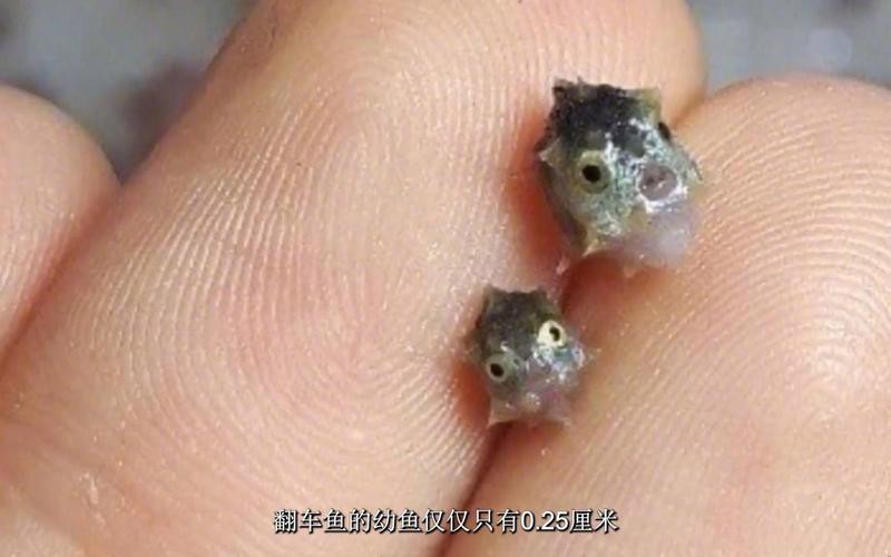 世界上最傻的魚排名：世界上最傻的魚