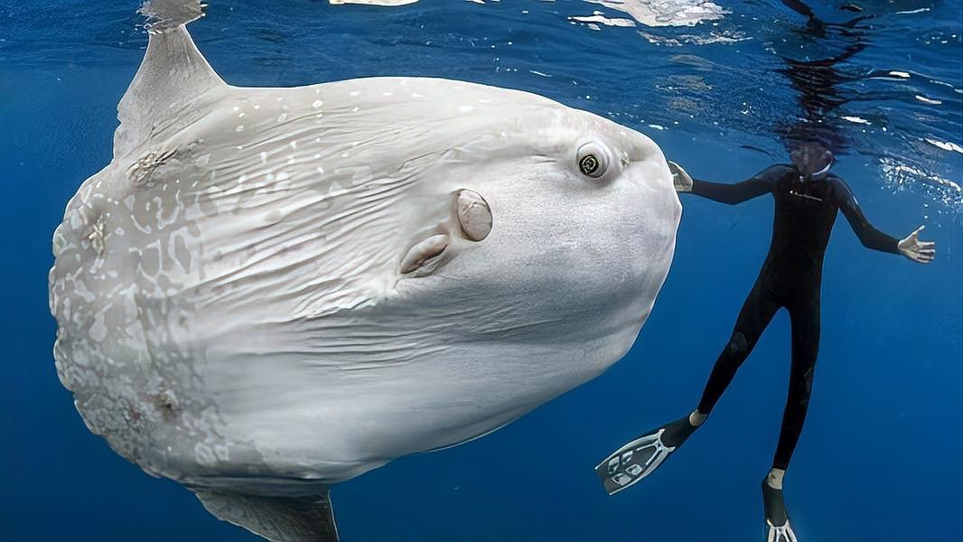 世界上最傻的魚排名：世界上最傻的魚