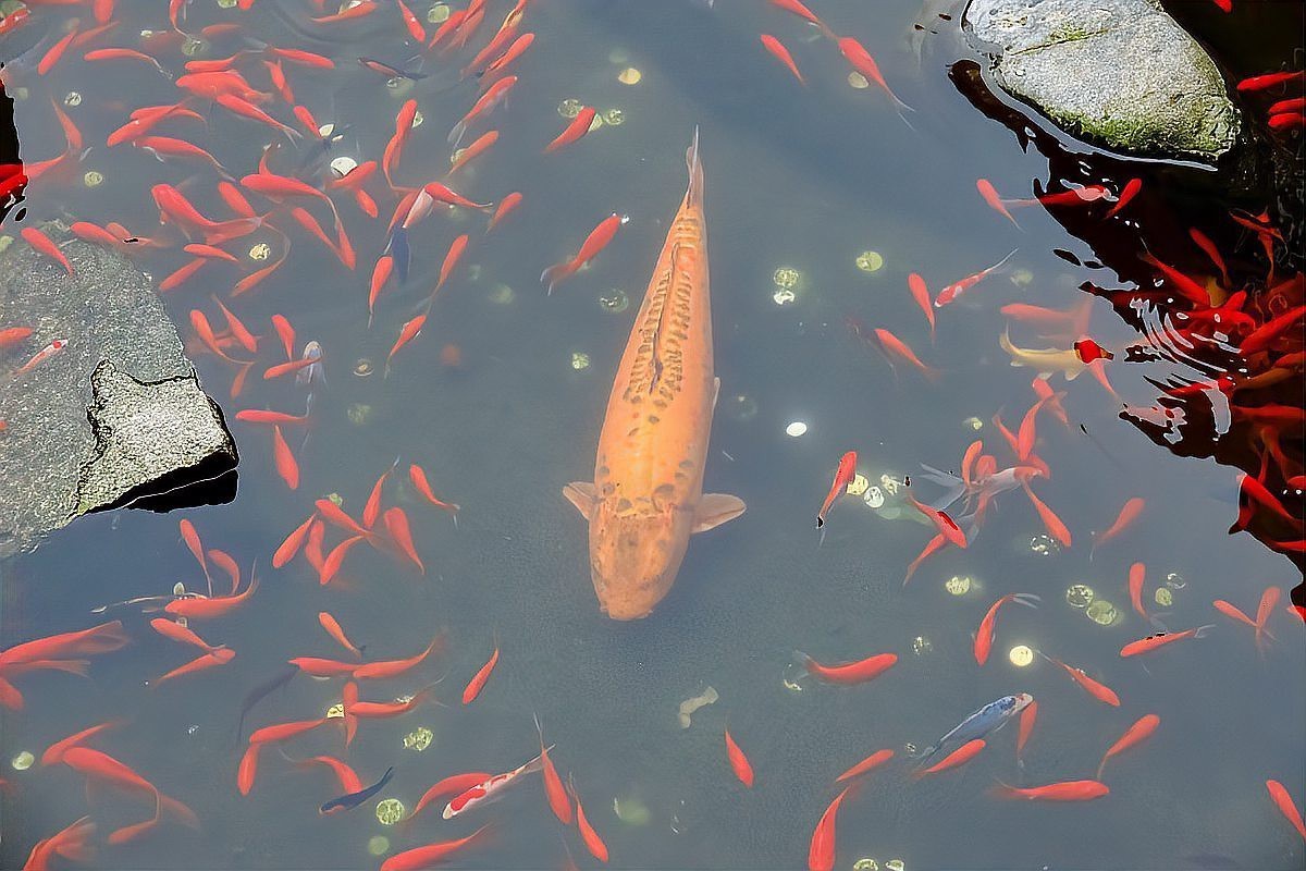 三色錦鯉最忌三種東西：三色錦鯉飼養三忌：守護水中彩虹的生命密碼