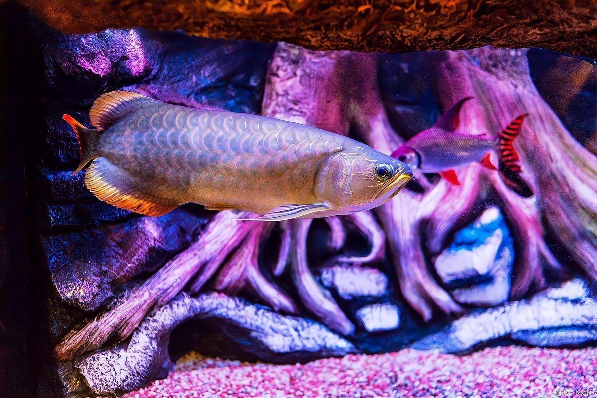最貴的龍魚價格及圖片：龍魚最貴品種價格排行榜