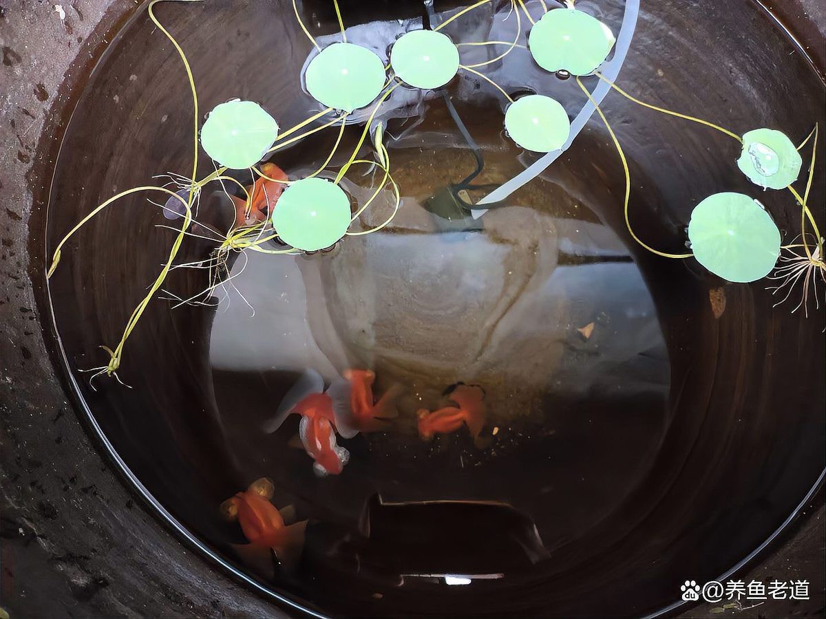 為什么龍睛魚總是死：2023年龍睛金魚死亡案例與龍睛金魚養護三大禁忌分析