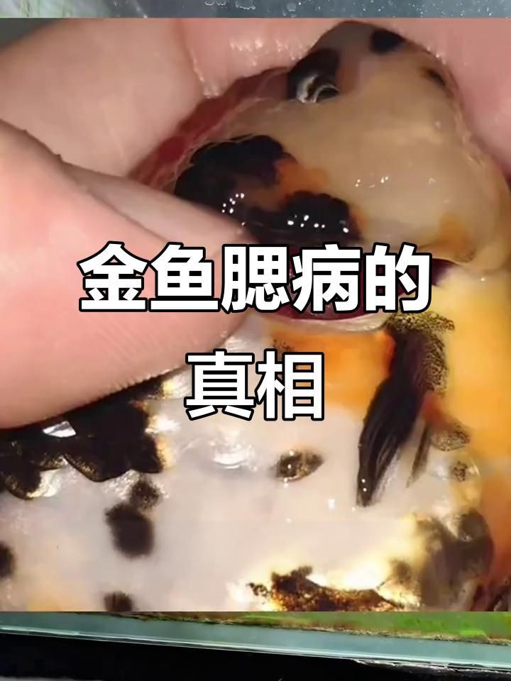 如何預(yù)防魚鰓病的發(fā)生？：如何防治金魚爛鰓病