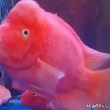 巨型財(cái)神魚(yú)：巨型財(cái)神魚(yú)的藝術(shù)品有哪些創(chuàng)作案例