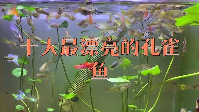 孔雀魚顏值排名：孔雀魚的顏值梯隊分析