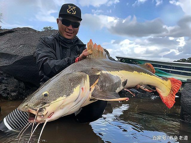 招財貓魚不用過濾可以嗎怎么養：招財貓魚無過濾飼養攻略