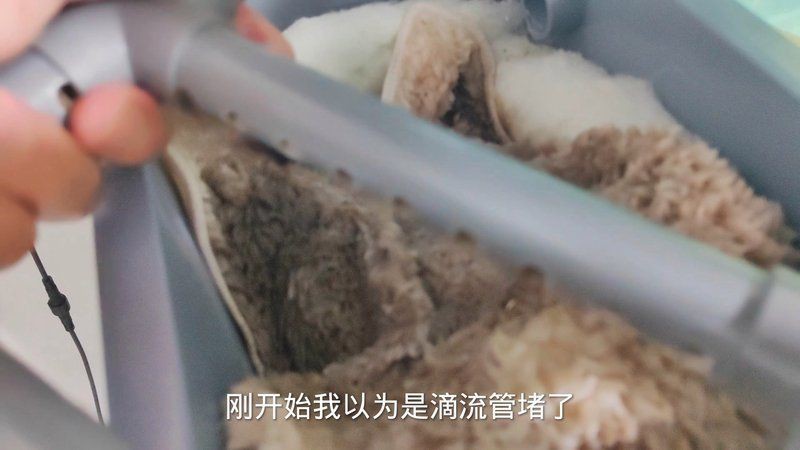 招財貓魚不用過濾可以嗎怎么養：招財貓魚無過濾飼養攻略