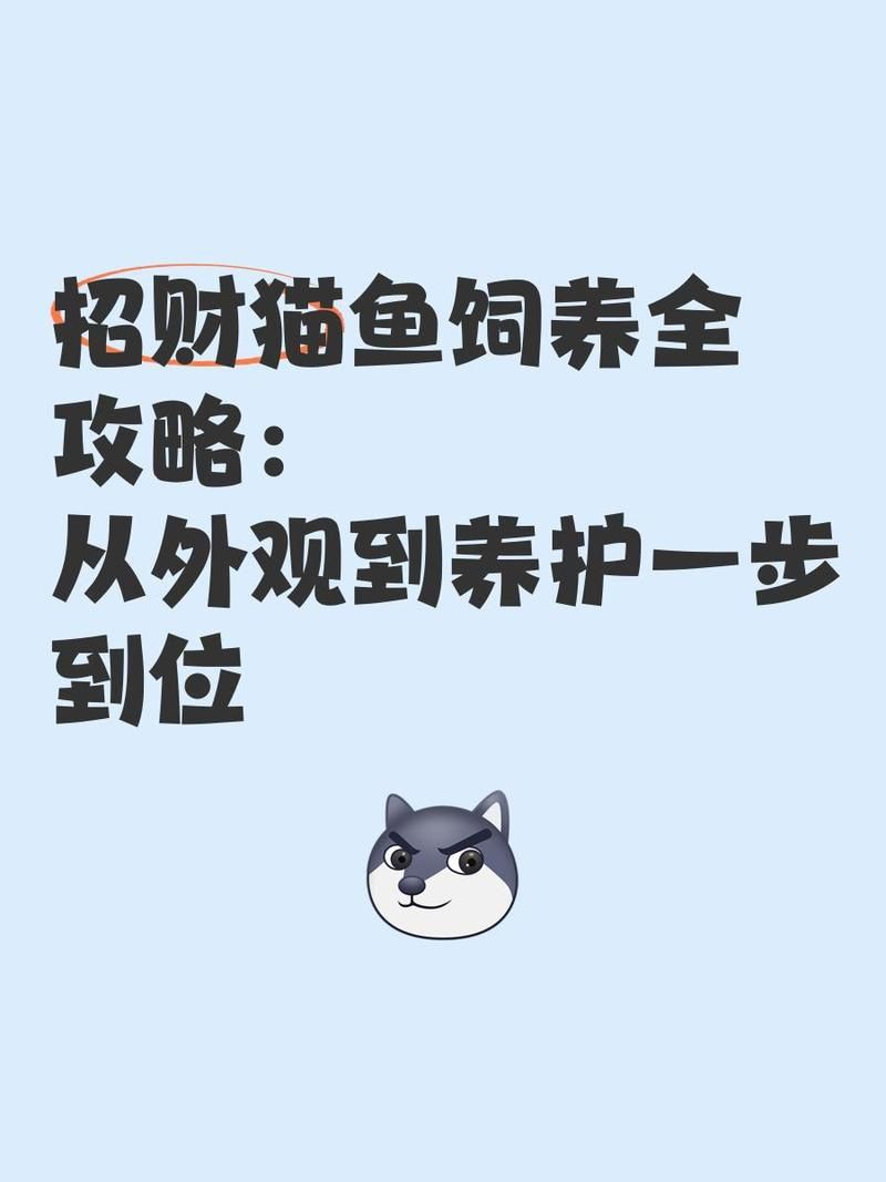 招財貓魚不用過濾可以嗎怎么養：招財貓魚無過濾飼養攻略