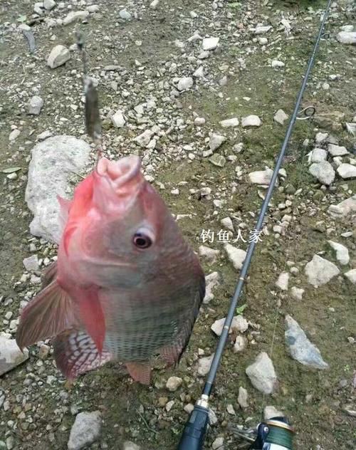 紅頭調魚圖片：潮汕油燜紅血魚 紅頭調魚圖片：潮汕油燜紅血魚 龍魚論壇 第12張