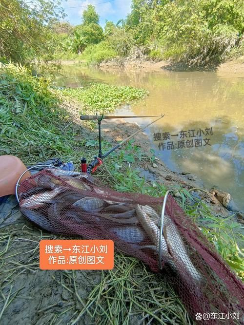 紅頭調魚圖片：潮汕油燜紅血魚 紅頭調魚圖片：潮汕油燜紅血魚 龍魚論壇 第7張