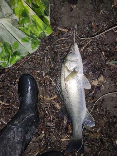 紅頭調魚圖片：潮汕油燜紅血魚 紅頭調魚圖片：潮汕油燜紅血魚 龍魚論壇 第24張