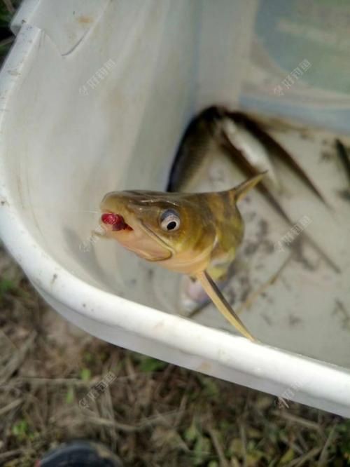 紅頭調魚圖片：潮汕油燜紅血魚 紅頭調魚圖片：潮汕油燜紅血魚 龍魚論壇 第13張