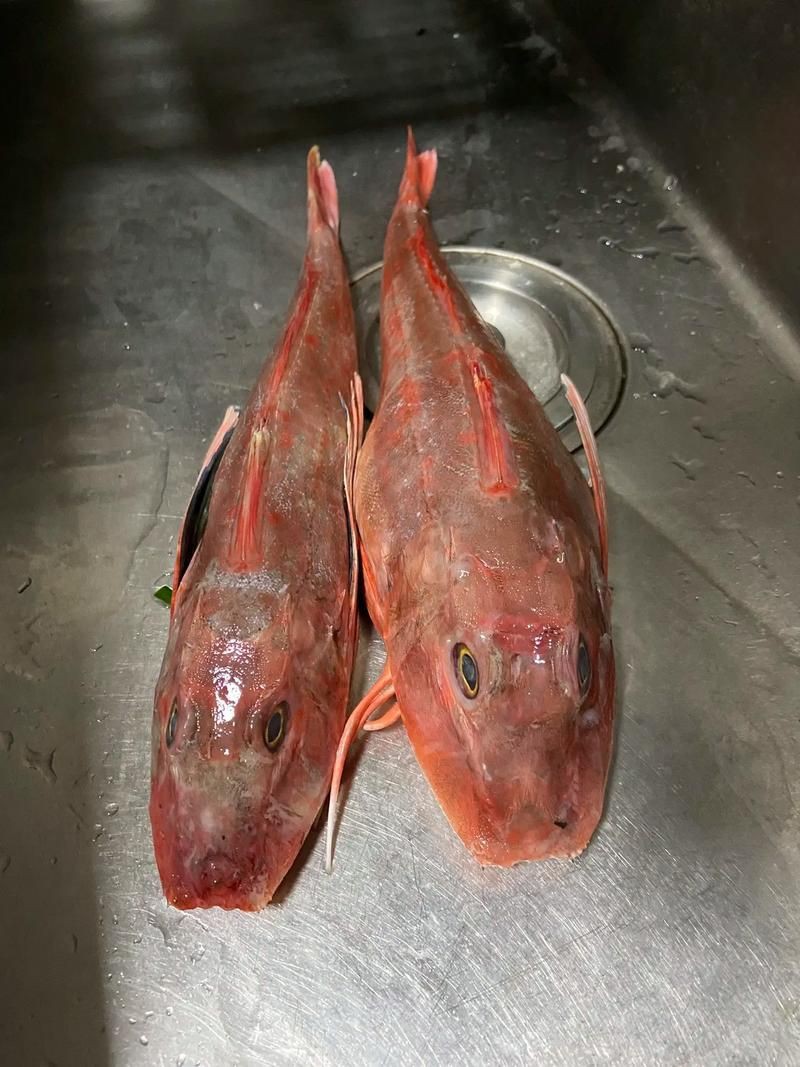 紅頭調魚圖片：潮汕油燜紅血魚 紅頭調魚圖片：潮汕油燜紅血魚 龍魚論壇 第8張