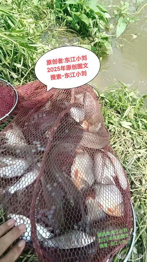 紅頭調魚圖片：潮汕油燜紅血魚 紅頭調魚圖片：潮汕油燜紅血魚 龍魚論壇 第5張