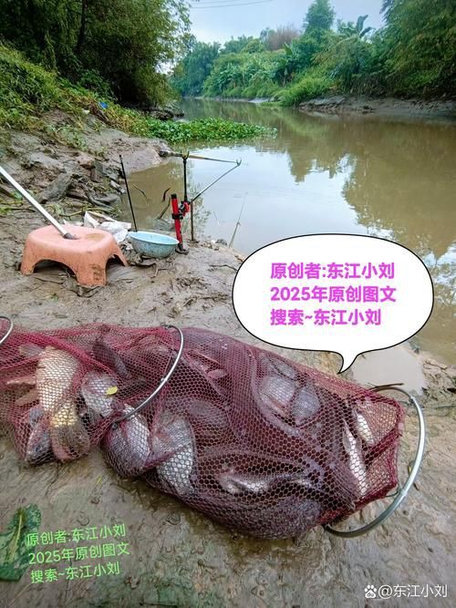 紅頭調魚圖片：潮汕油燜紅血魚 紅頭調魚圖片：潮汕油燜紅血魚 龍魚論壇 第2張