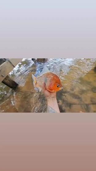 紅頭調魚圖片：潮汕油燜紅血魚 紅頭調魚圖片：潮汕油燜紅血魚 龍魚論壇 第11張