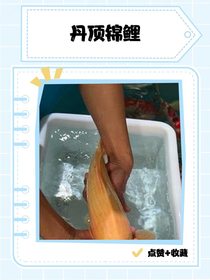 丹頂錦鯉的外觀特征：丹頂錦鯉的形態種類及種技術鑒賞 丹頂錦鯉的外觀特征：丹頂錦鯉的形態種類及種技術鑒賞 龍魚論壇 第3張