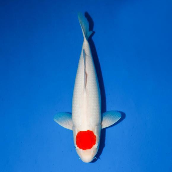 丹頂錦鯉的外觀特征：丹頂錦鯉的形態種類及種技術鑒賞 丹頂錦鯉的外觀特征：丹頂錦鯉的形態種類及種技術鑒賞 龍魚論壇 第1張