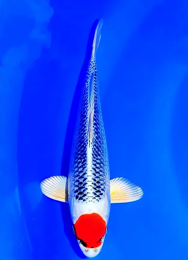 丹頂錦鯉的外觀特征：丹頂錦鯉的形態種類及種技術鑒賞 丹頂錦鯉的外觀特征：丹頂錦鯉的形態種類及種技術鑒賞 龍魚論壇 第4張