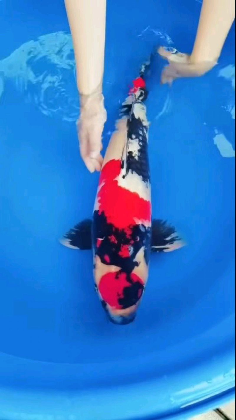 丹頂錦鯉的外觀特征：丹頂錦鯉的形態種類及種技術鑒賞 丹頂錦鯉的外觀特征：丹頂錦鯉的形態種類及種技術鑒賞 龍魚論壇 第10張