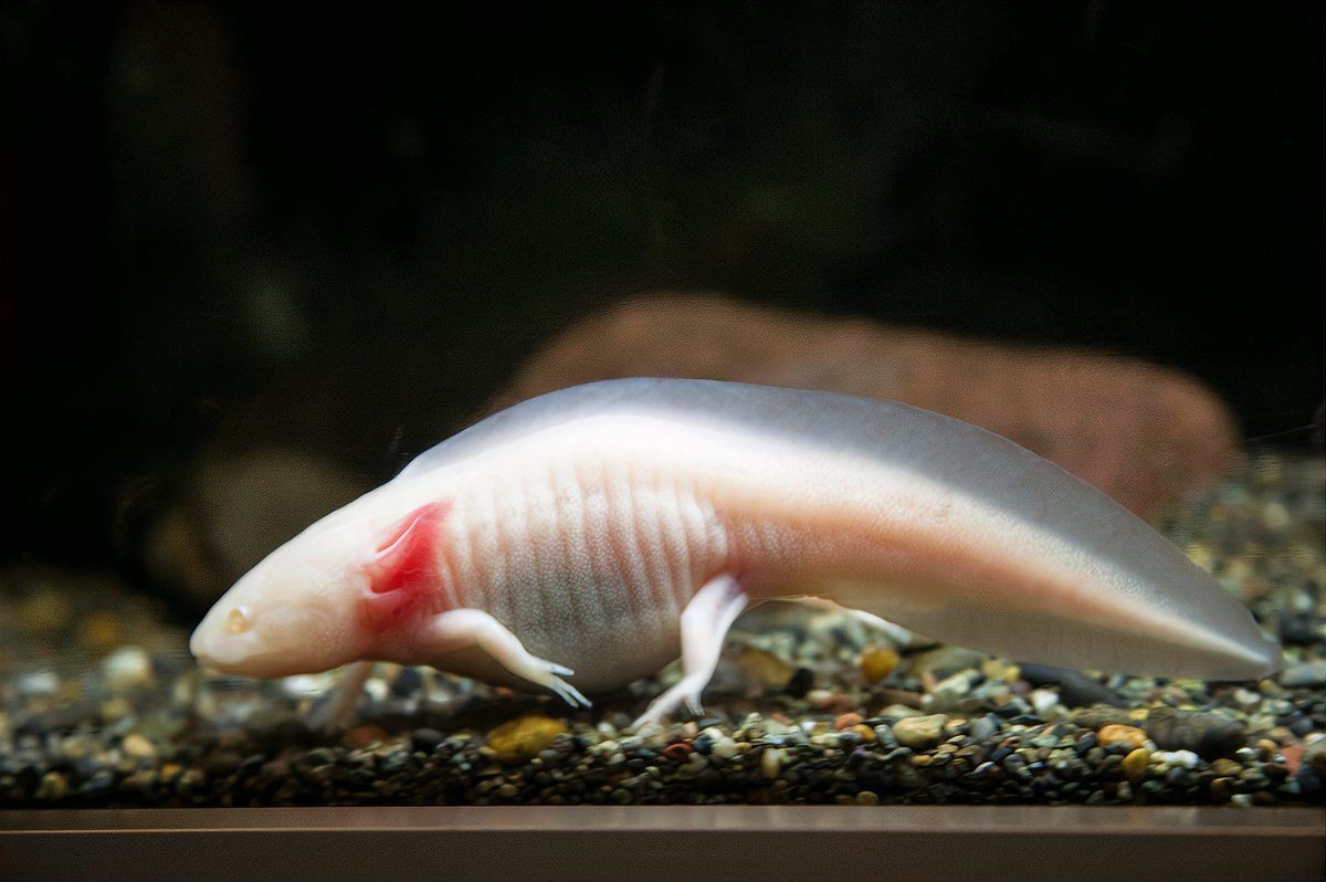 恐龍王魚最討厭三個(gè)東西：恐龍王魚飼養(yǎng)新手避坑指南