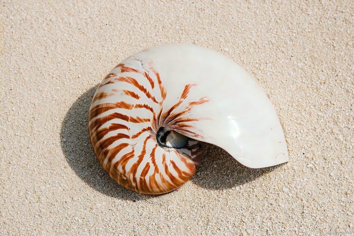 海洋生物命名靈感：海洋生物命名之謎