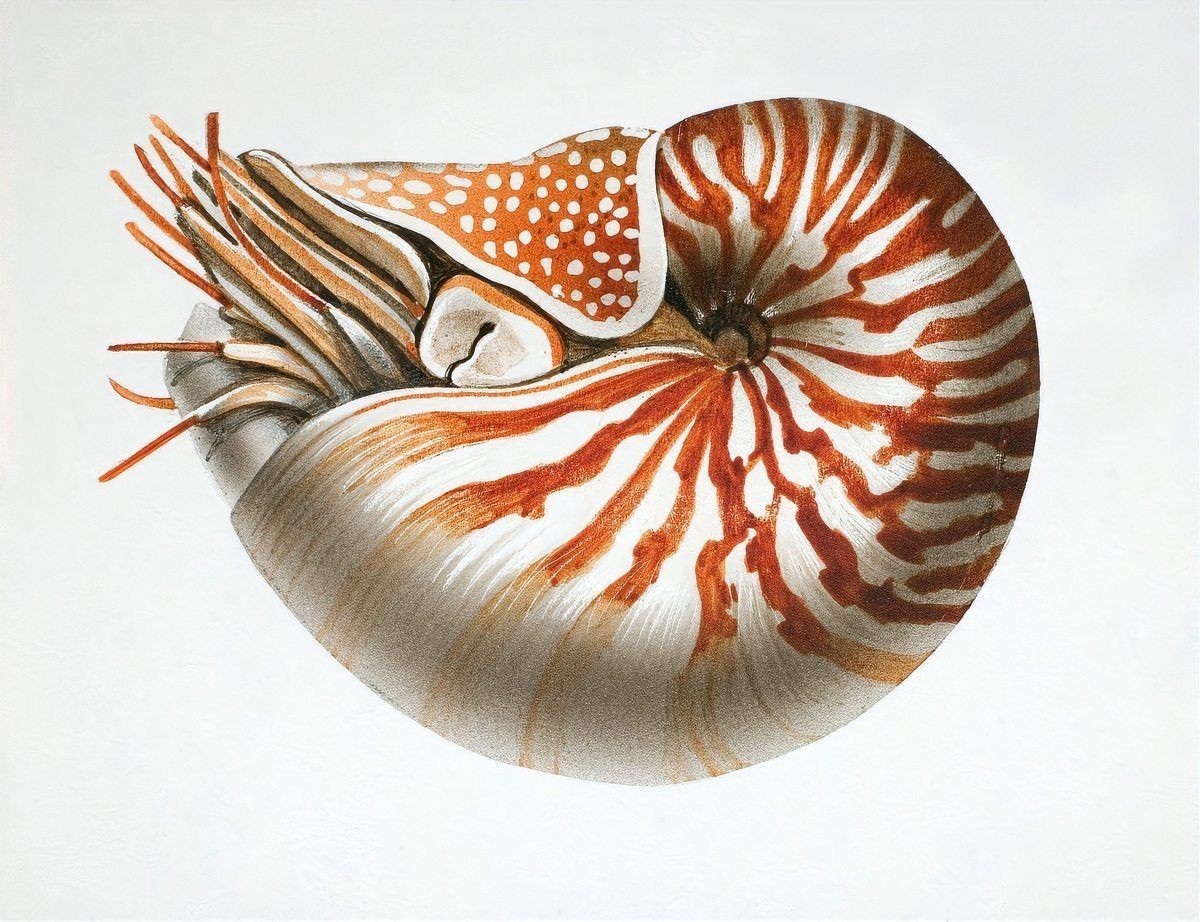 海洋生物命名靈感：海洋生物命名之謎