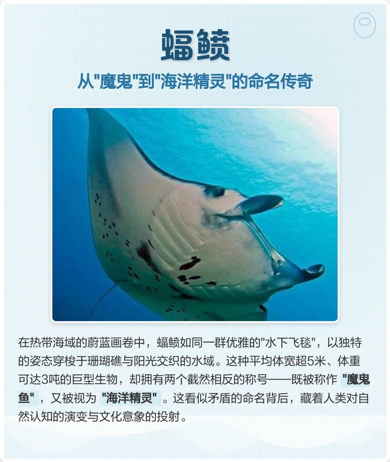 海洋生物命名靈感：海洋生物命名之謎