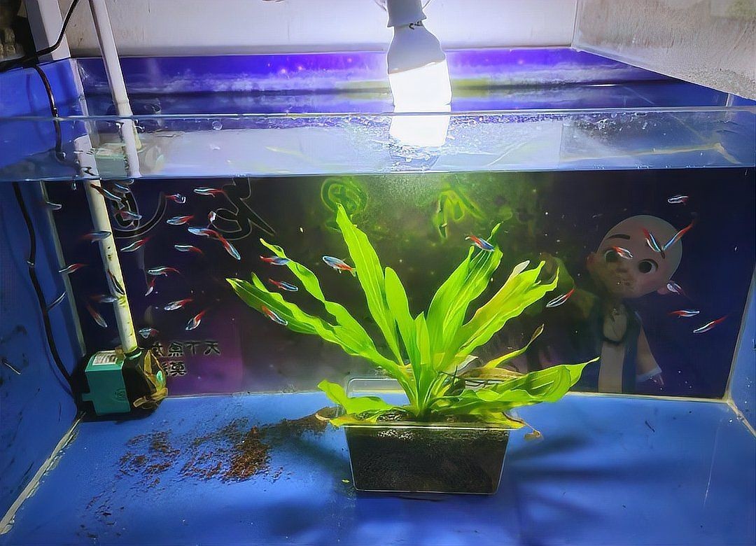 有哪些水草適合孔雀魚幼魚藏身？：孔雀魚適合什么水草一起養呢 有哪些水草適合孔雀魚幼魚藏身？：孔雀魚適合什么水草一起養呢 龍魚百科 第7張