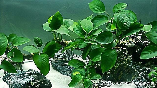 有哪些水草適合孔雀魚幼魚藏身？：孔雀魚適合什么水草一起養呢 有哪些水草適合孔雀魚幼魚藏身？：孔雀魚適合什么水草一起養呢 龍魚百科 第6張