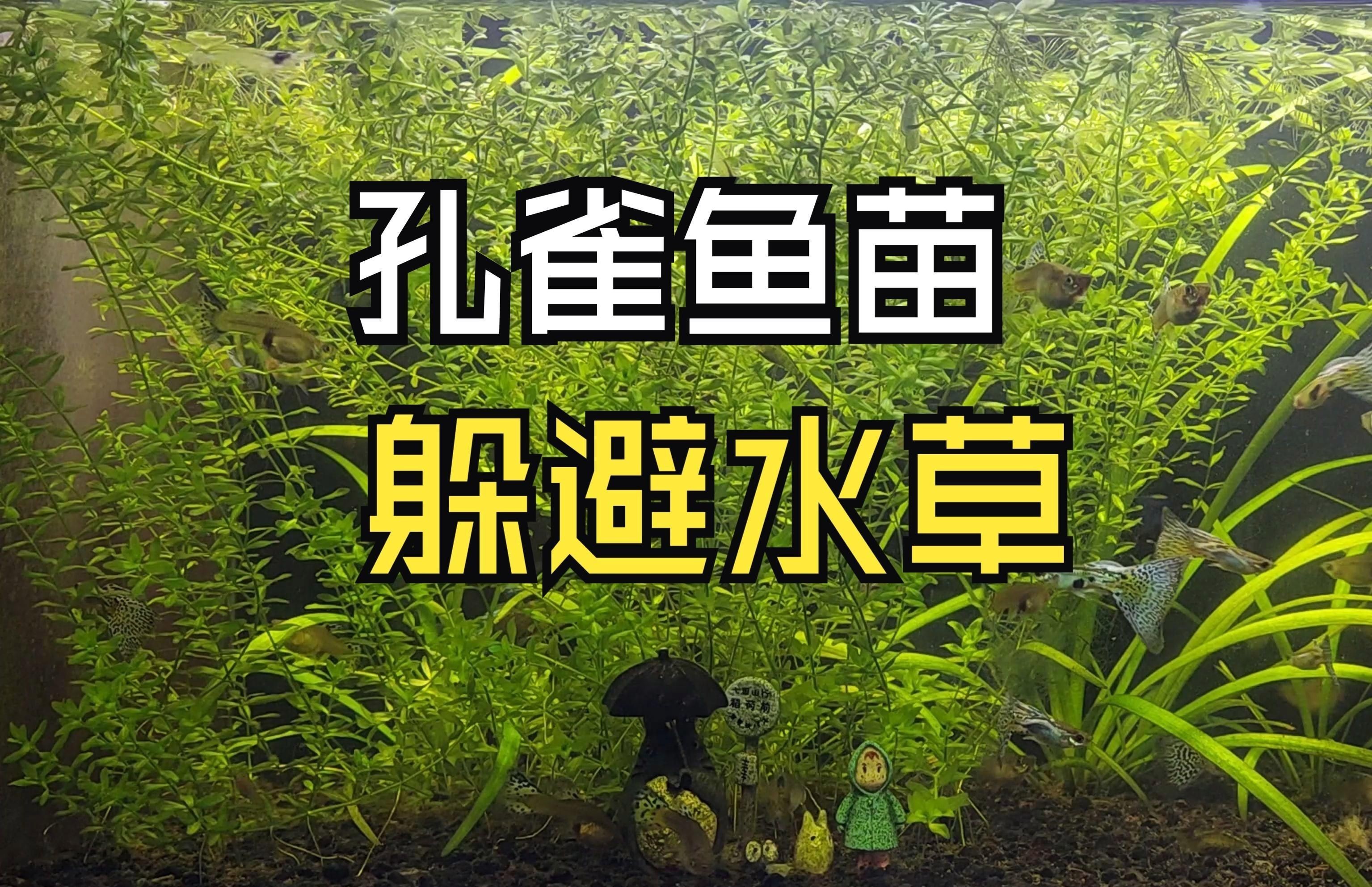 有哪些水草適合孔雀魚幼魚藏身？：孔雀魚適合什么水草一起養呢 有哪些水草適合孔雀魚幼魚藏身？：孔雀魚適合什么水草一起養呢 龍魚百科 第4張