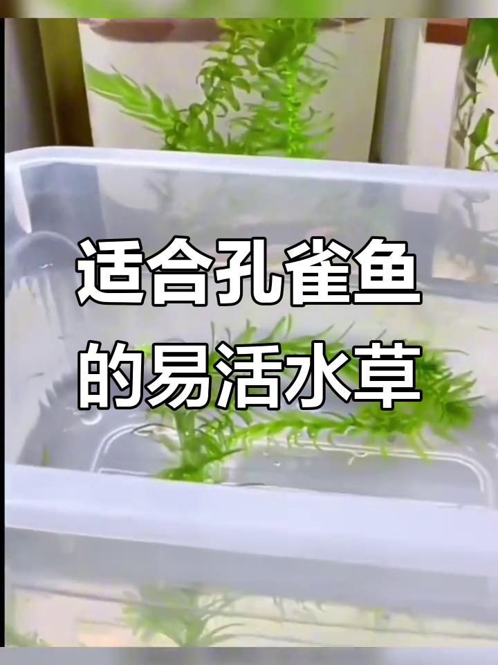 有哪些水草適合孔雀魚幼魚藏身？：孔雀魚適合什么水草一起養呢 有哪些水草適合孔雀魚幼魚藏身？：孔雀魚適合什么水草一起養呢 龍魚百科 第5張