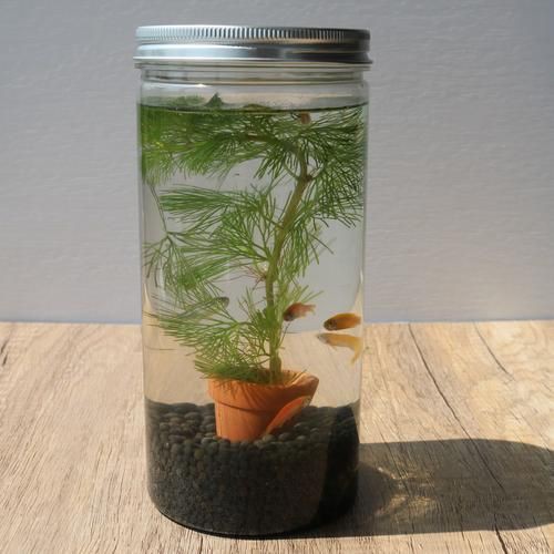 小魚缸圖片大全：奇文趣圖迷你小型魚缸品牌排行榜京東水族箱小缸品牌排行榜