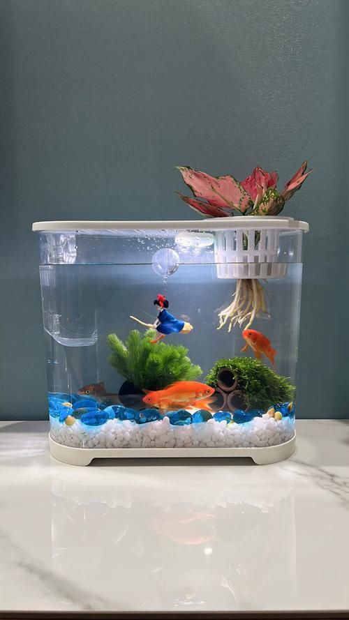 小魚缸圖片大全：奇文趣圖迷你小型魚缸品牌排行榜京東水族箱小缸品牌排行榜