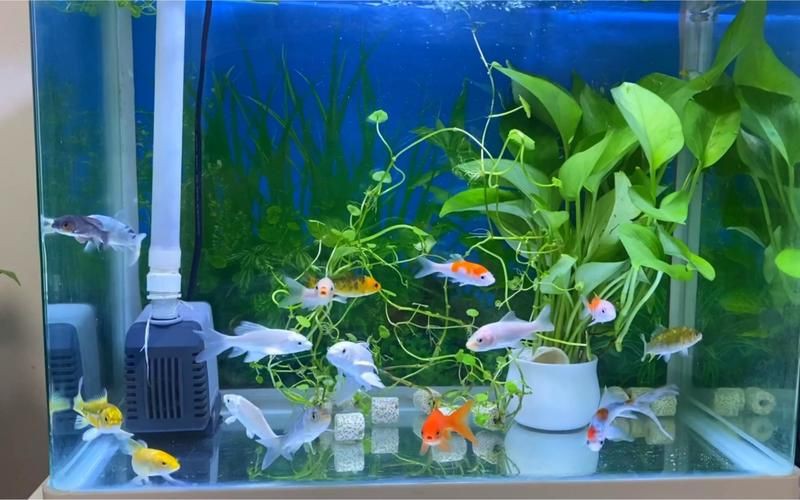 小魚缸圖片大全：奇文趣圖迷你小型魚缸品牌排行榜京東水族箱小缸品牌排行榜