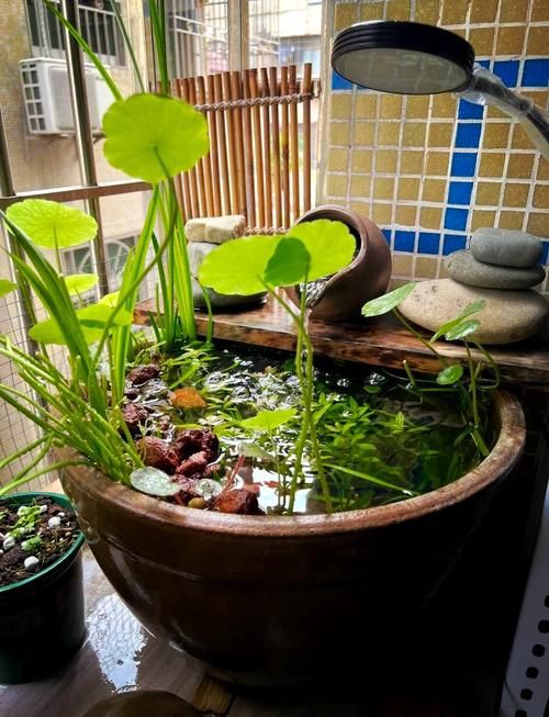 小魚缸圖片大全：奇文趣圖迷你小型魚缸品牌排行榜京東水族箱小缸品牌排行榜