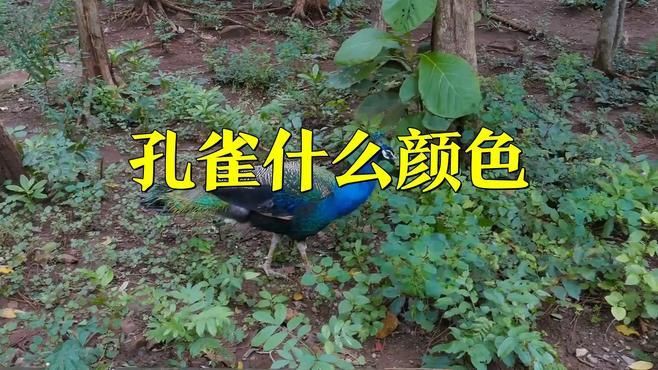 孔雀什么顏色最好：孔雀什么顏色最好99