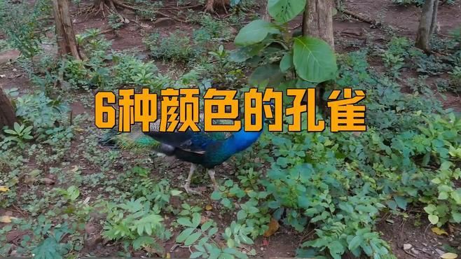 孔雀什么顏色最好：孔雀什么顏色最好99