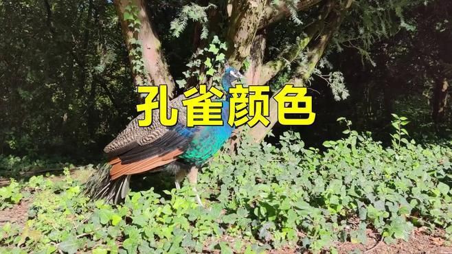 孔雀什么顏色最好：孔雀什么顏色最好99
