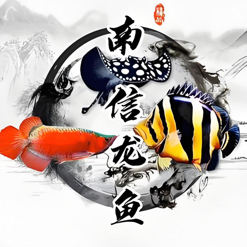 二道江龍魚店：二道江有賣龍魚的嗎
