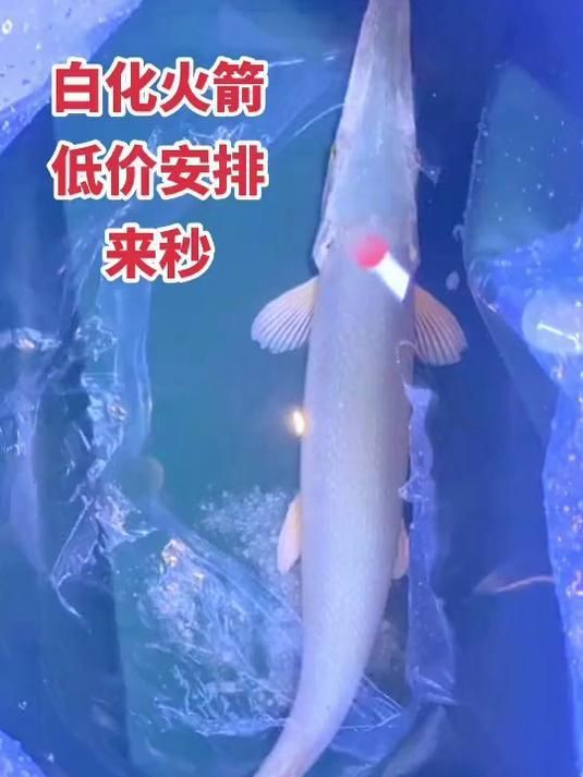 火箭魚能養(yǎng)多大的魚：三間火箭魚飼養(yǎng)全攻略