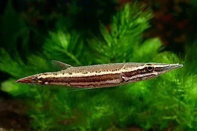 火箭魚能養(yǎng)多大的魚：三間火箭魚飼養(yǎng)全攻略