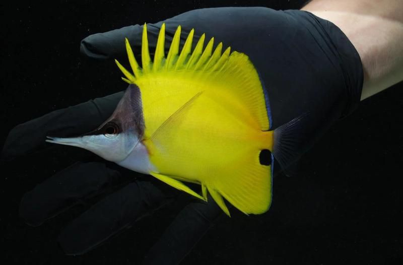 火箭魚能養(yǎng)多大的魚：三間火箭魚飼養(yǎng)全攻略